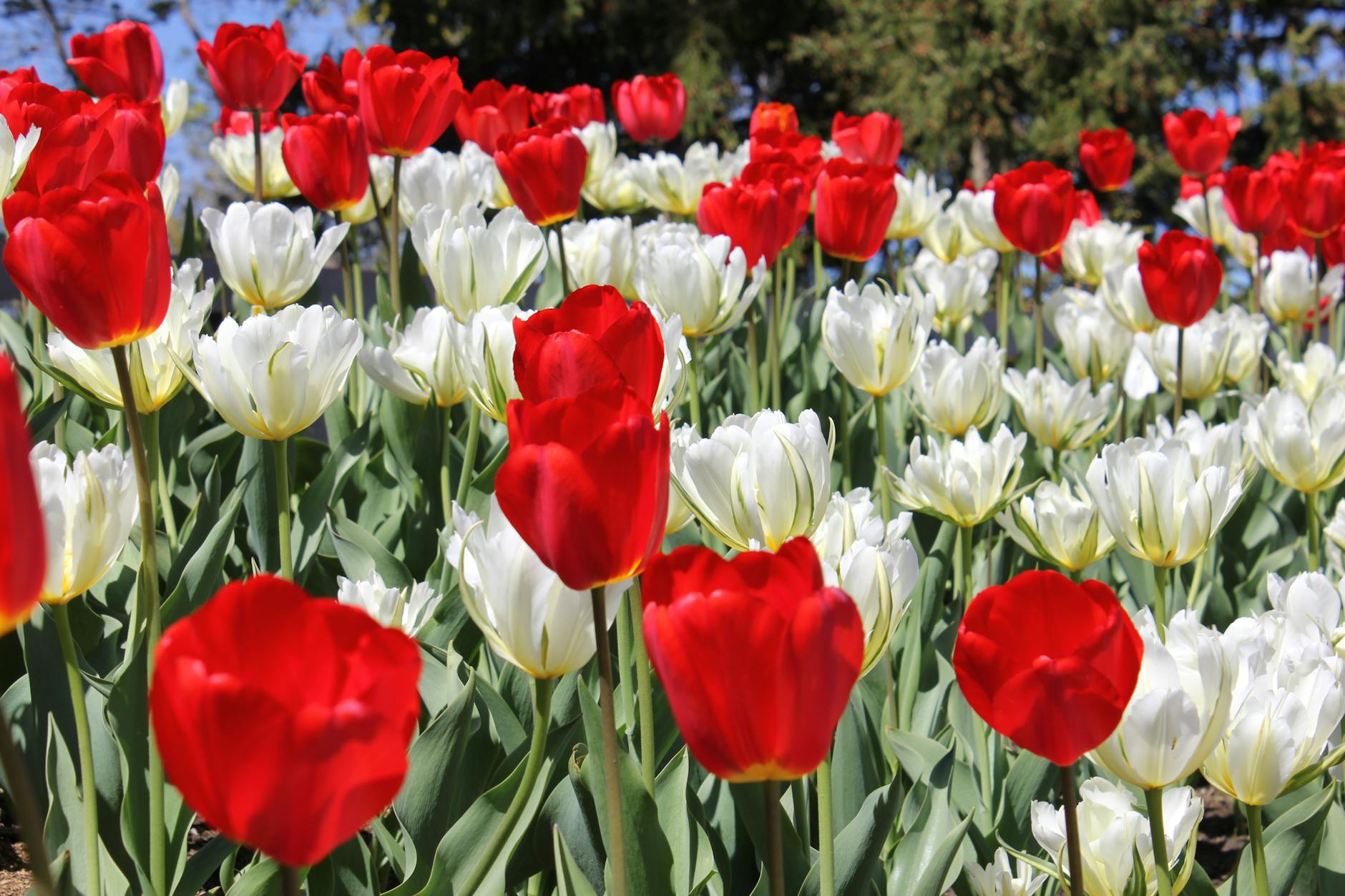 2018 캐나다 워킹 홀리데이 신청 기간